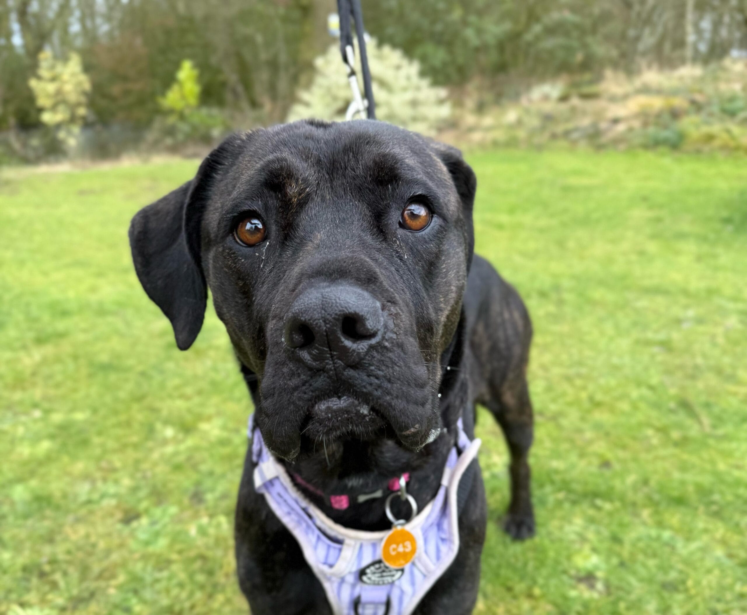 Jett - Manchester & Cheshire Dogs Home