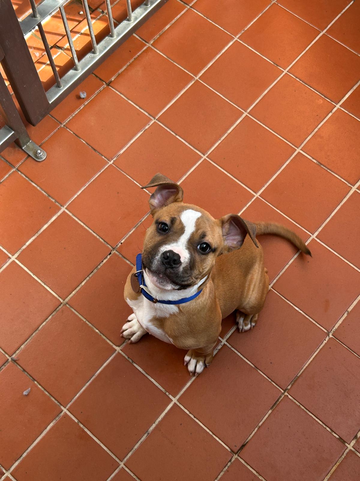 Alex - Manchester & Cheshire Dogs Home