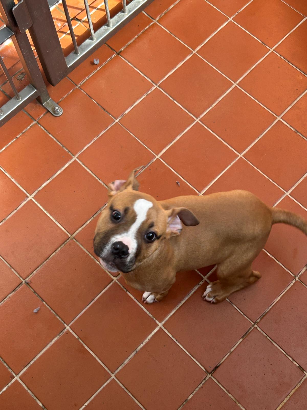 Alex - Manchester & Cheshire Dogs Home