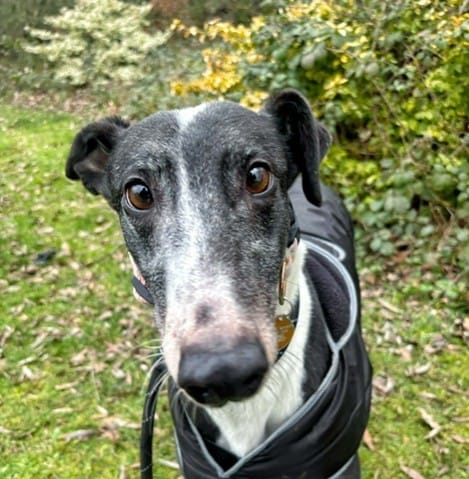 Mabel Manchester Mabel - Manchester & Cheshire Dogs Home