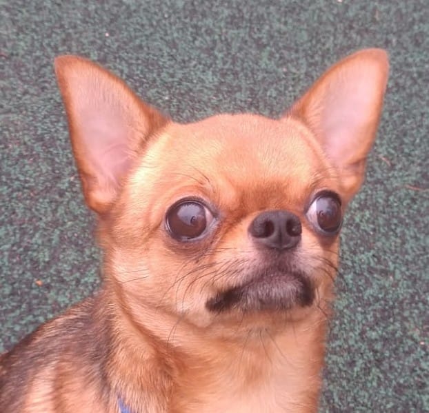 Spike - Manchester & Cheshire Dogs Home