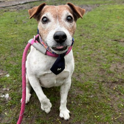 Alfie, a 8 years old male Jack Russell Terrier available for adoption from Manchester and Cheshire Dogs Home in Greater Manchester