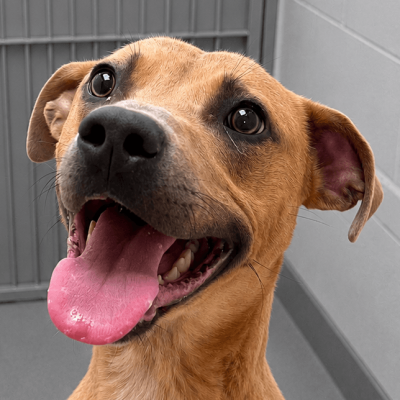 Arlo, a 2 years old male Crossbreed available for adoption from Manchester and Cheshire Dogs Home in Greater Manchester