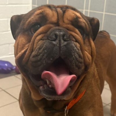 Bruce, a 4 years old male Bulldog available for adoption from Manchester and Cheshire Dogs Home in Greater Manchester