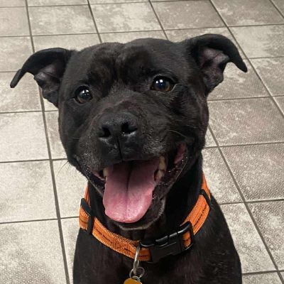 Dogs for Adoption - Manchester & Cheshire Dogs Home