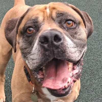 Bruce, a 6 years old male Crossbreed available for adoption from Manchester and Cheshire Dogs Home in Greater Manchester